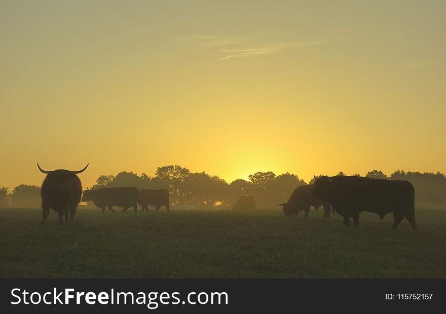 Scottish highland cattle at sunrise
