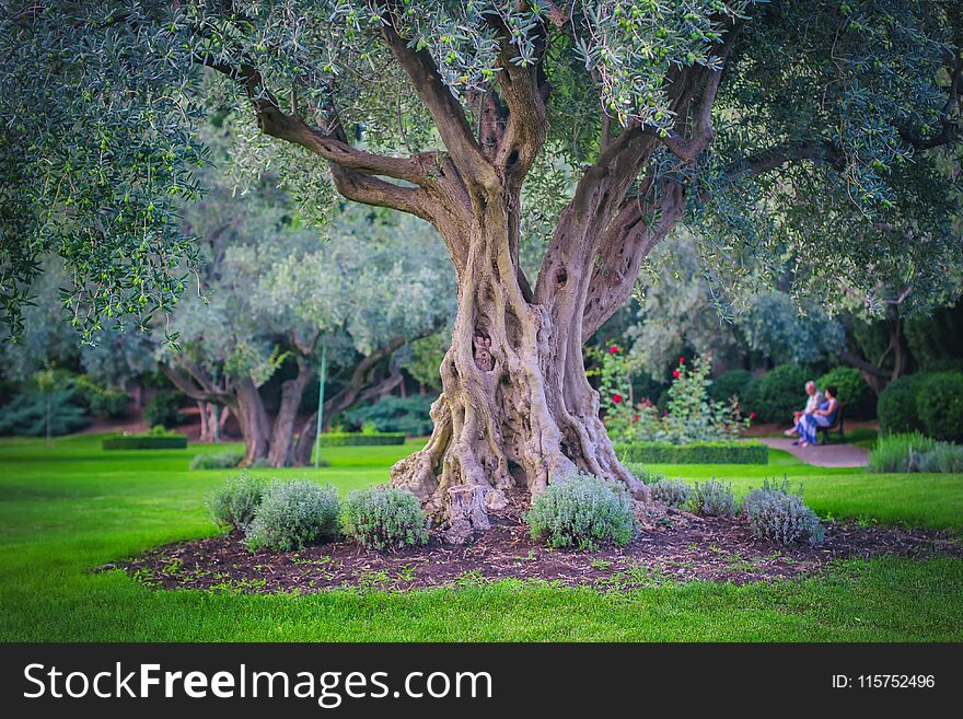 Olive trees. Olive grove