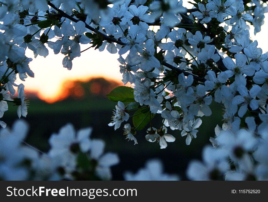 Sunset bright sun. Flowering gardens. A natural arch from the branches of a cherry tree.