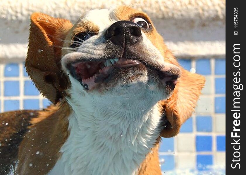 One of my Beagles shaking after a swim in my pool. One of my Beagles shaking after a swim in my pool
