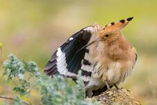 The Hoopoe Upupa Epops Stands On Rock And Cleans Its Feathers Stock Image