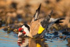 European Goldfinch, Carduelis Carduelis, Splashing In The Water. Royalty Free Stock Photos