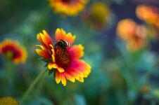 Pollination By Bees Colorful Flowers Gaillardia In The Garden Stock Images