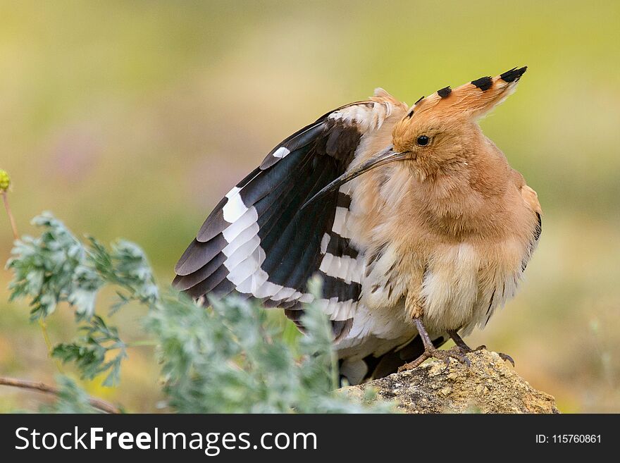 The hoopoe Upupa epops stands on rock and cleans its feathers.