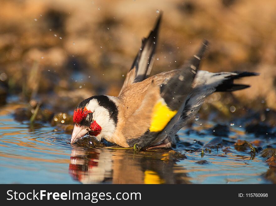 European Goldfinch, carduelis carduelis, splashing in the water.