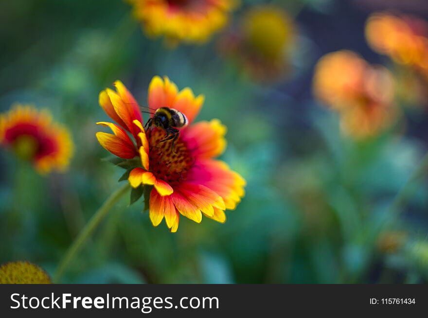 pollination by bees colorful flowers Gaillardia in the garden