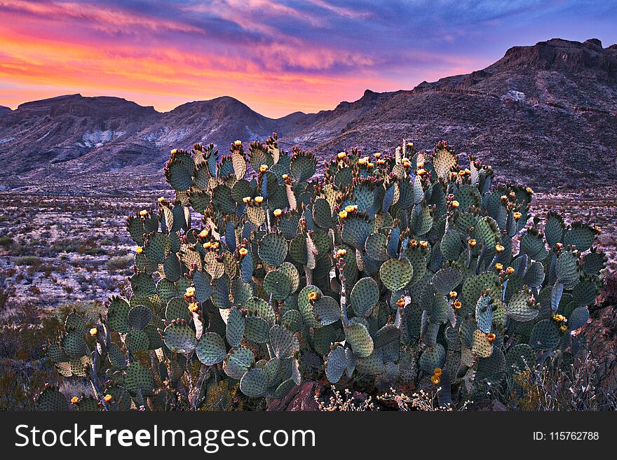 Blooming Prickly pear cactus in Big Bend National Park. Blooming Prickly pear cactus in Big Bend National Park.