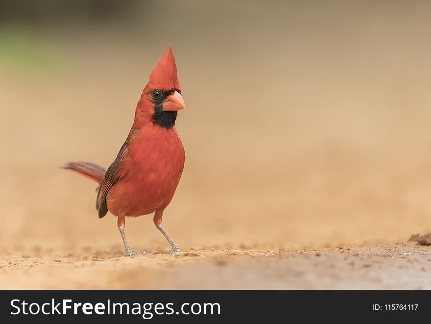 Image of the male Northern Cardinal bird in Rio Grande Valley, Sothern Texas, USA. Image of the male Northern Cardinal bird in Rio Grande Valley, Sothern Texas, USA.