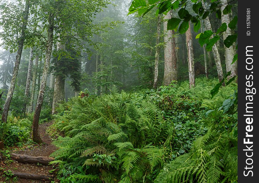 Photo of forest with fern in summer day