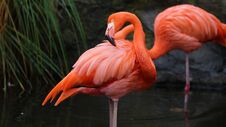 Unique Red Flamingo In A Lake, High Definition Photo Of This Wonderful Avian In South America. Stock Images