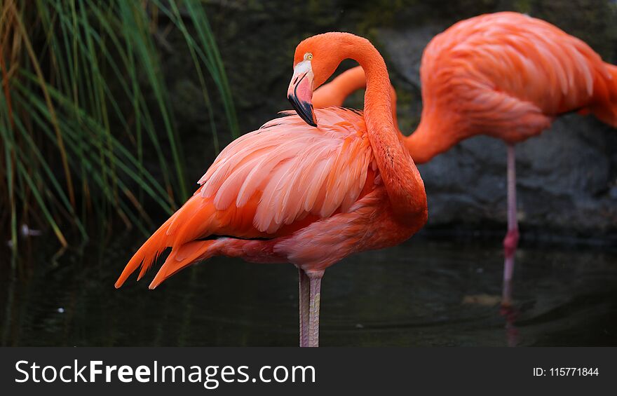 Unique red flamingo in a lake, high definition photo of this wonderful avian in south america. Flamingos in water fishing.