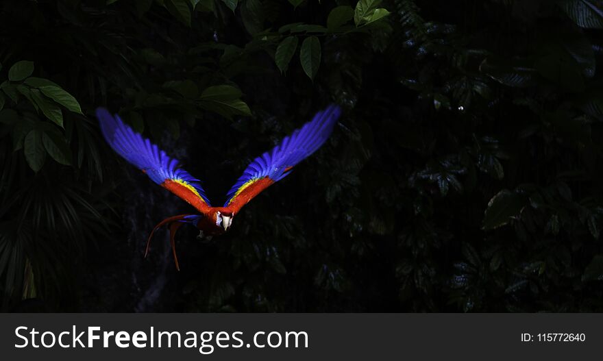 Colorful Macaw In Flight