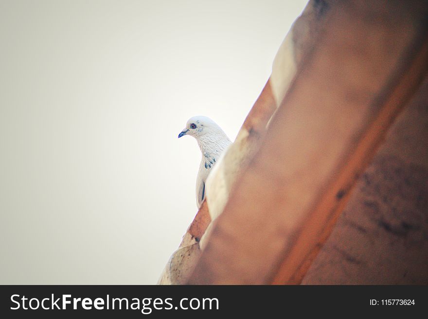 Shallow Focus Photography Of A White Pigeon