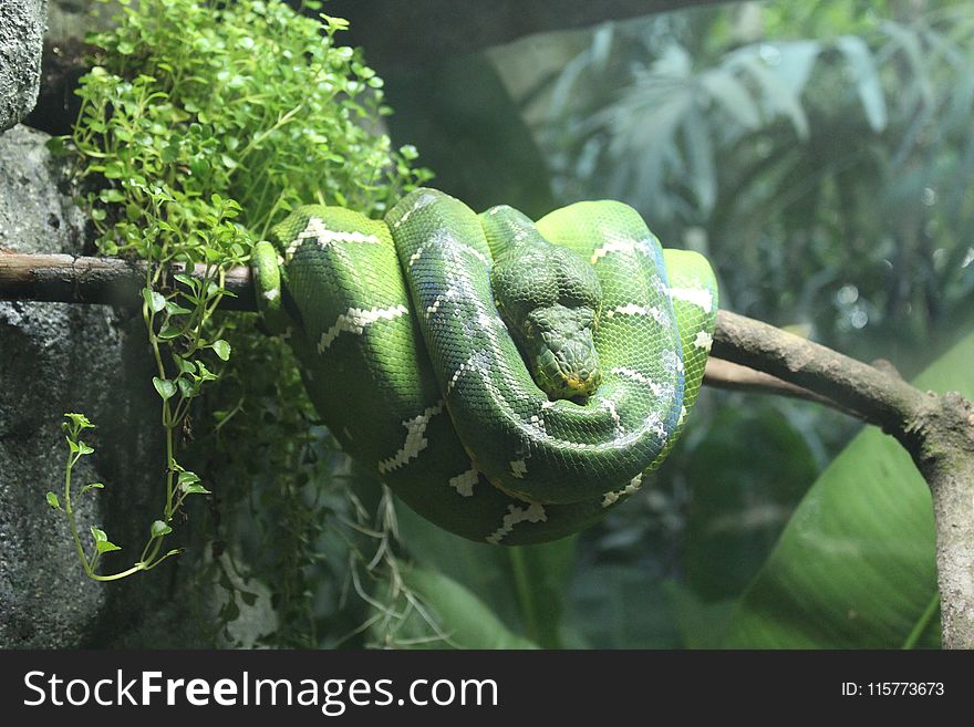 Green and White Snake on Branch