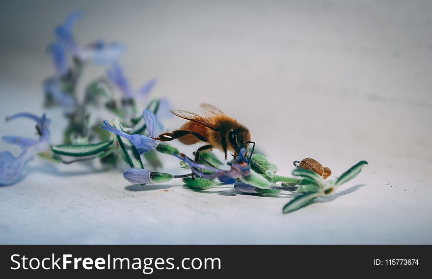 Bee On Blue Petaled Flower