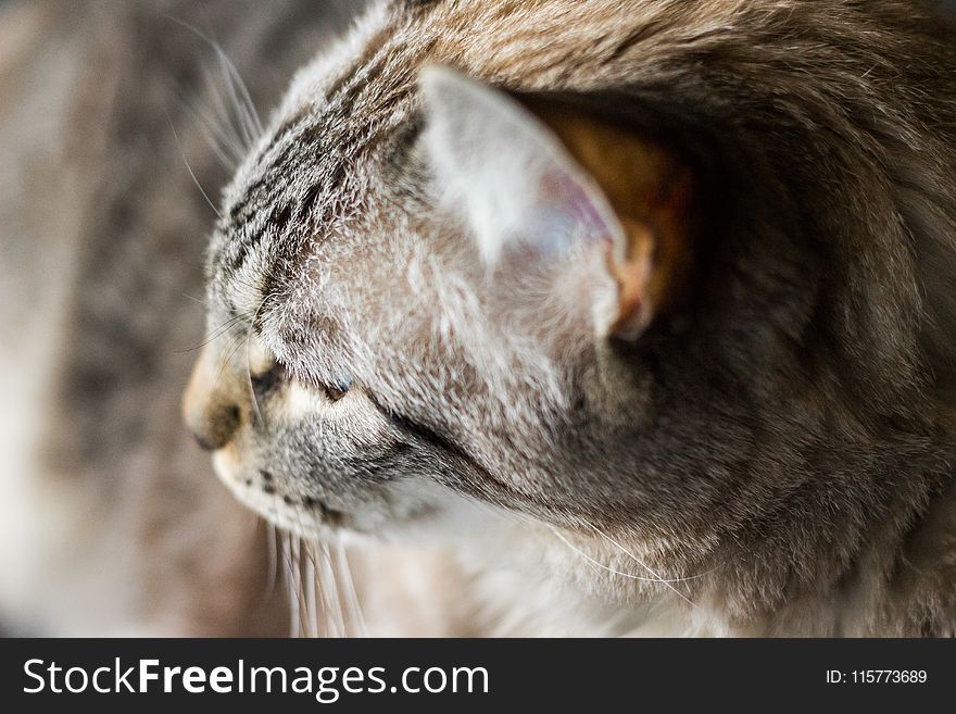 Close-up Photography Of Tabby Cat