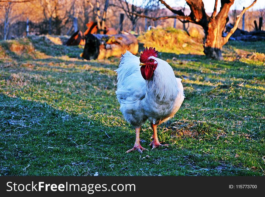 White Rooster on Green Grass Field