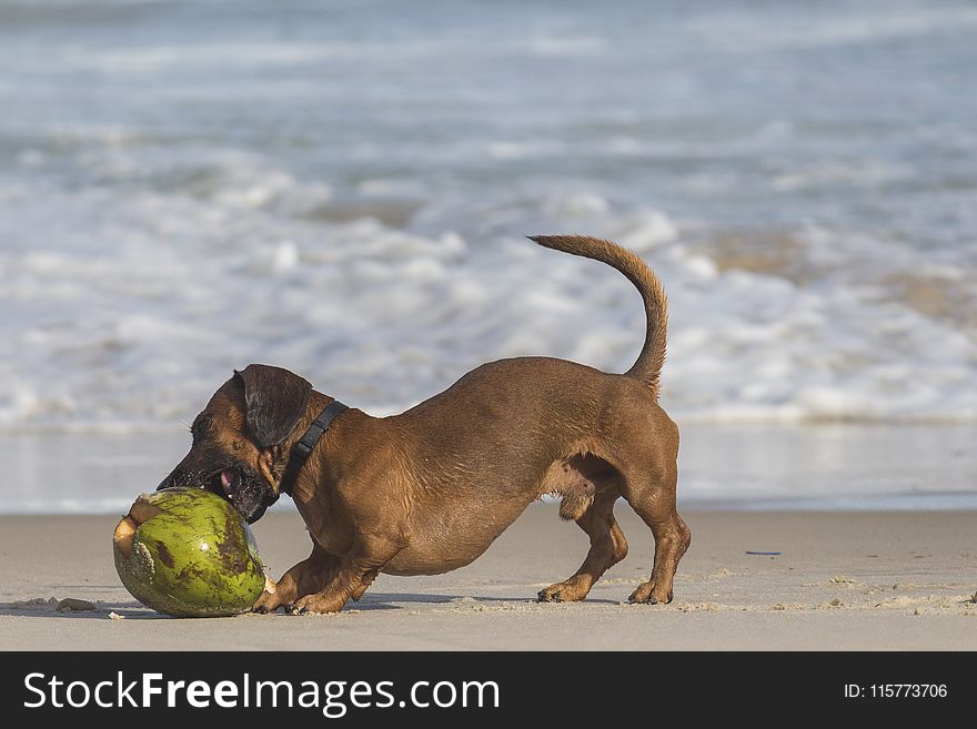 Short-coated Brown Dog Beside Coconut Shell