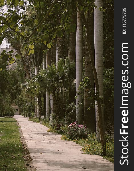 Palm Trees Beside Gray Paved Pathway