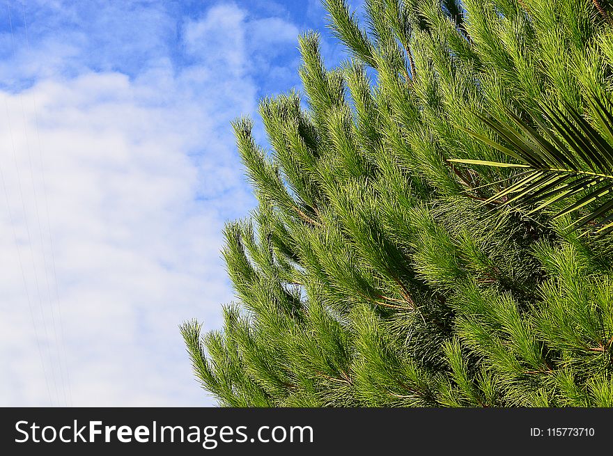 Green Pine Tree With Cloudy Sky Background