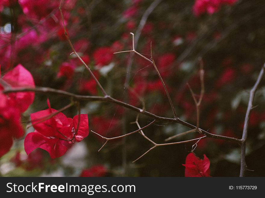 Selective Focus Photo of Red Bougainvillea