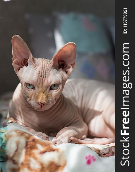 Selective Focus Photography of Sphinx Cat Lying on Bedspread