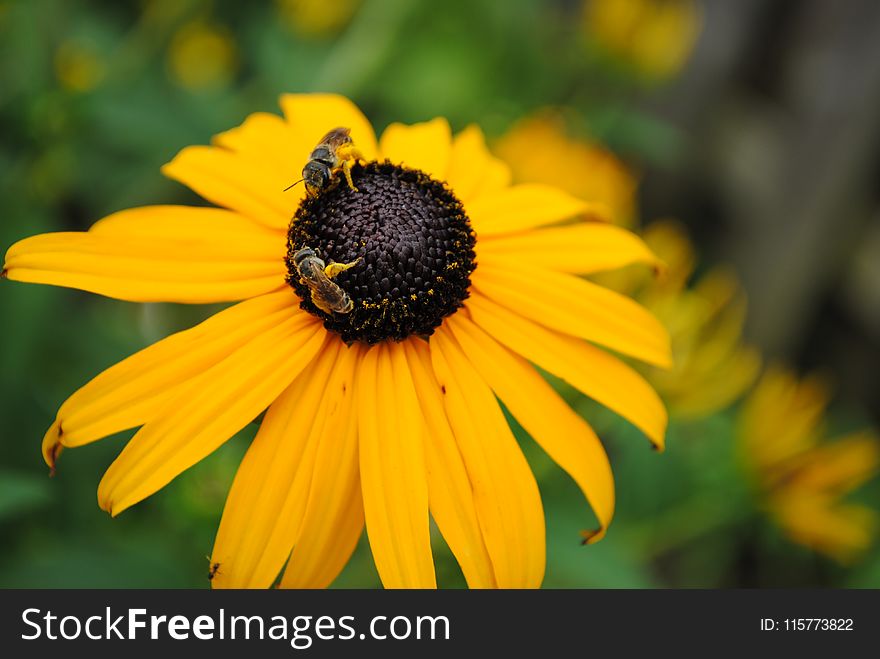 Closeup Photo Of Yellow Sunflower In Bloom