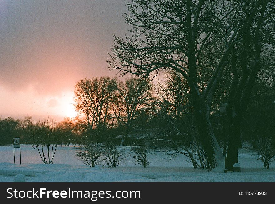 Black Naked Tree on Snow Covered Field