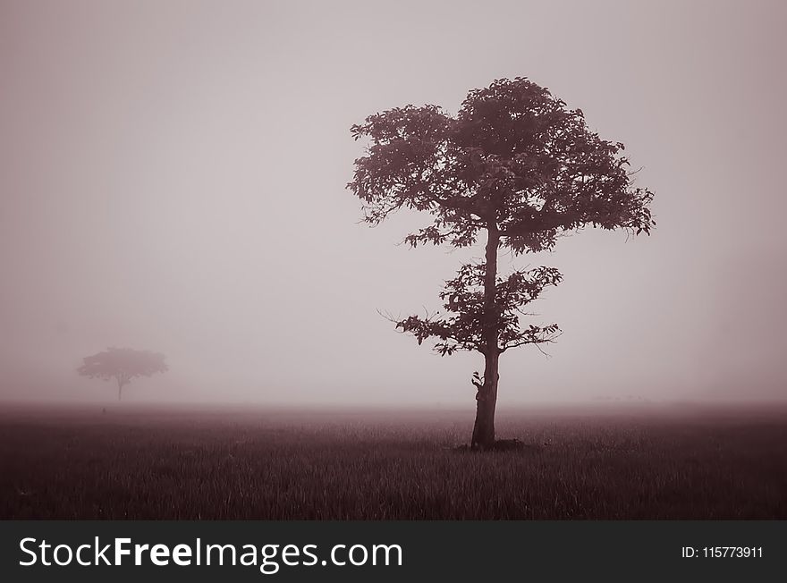 Photograph of Fog Engulfing Grass Plane