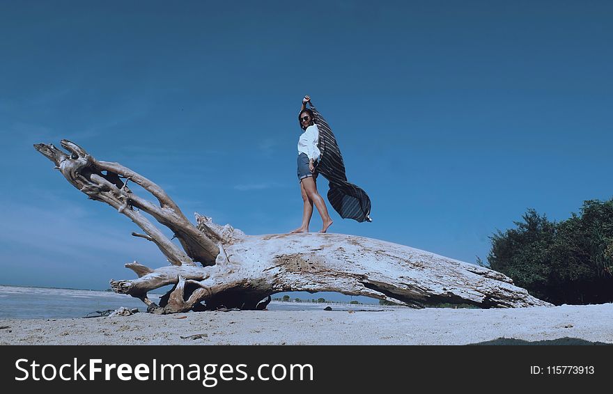 Woman At Top Of Tree Trunk Near Beach