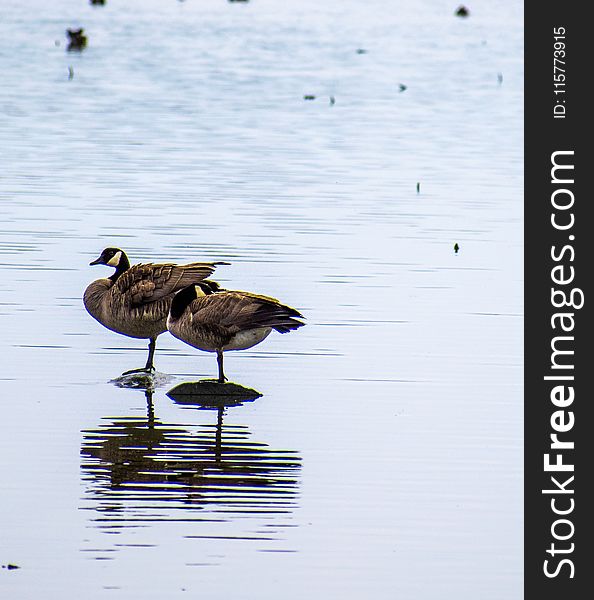 Two Brown Geese on Body of Water