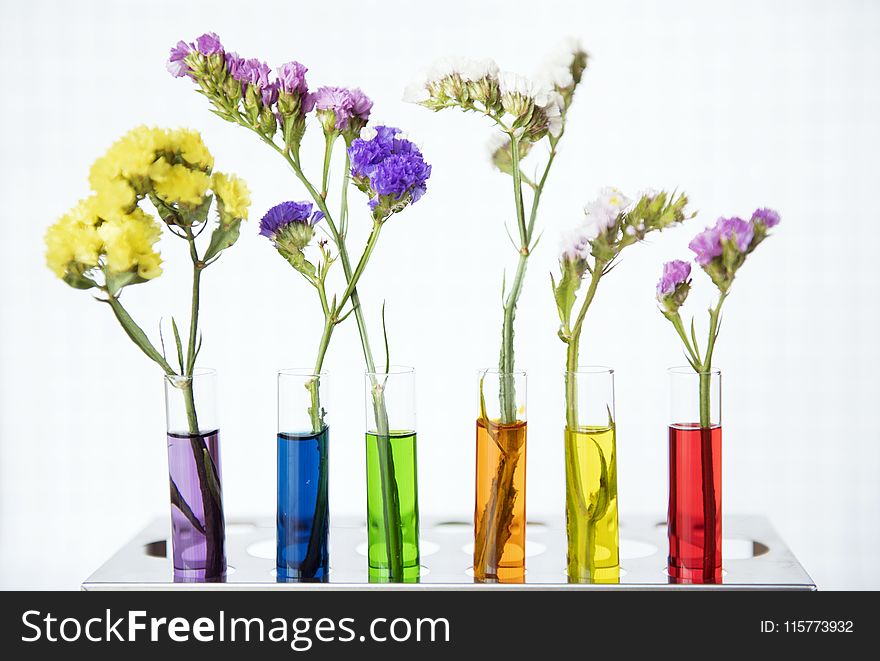 Six Assorted-color Flowers on Floral Vases