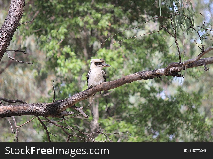 Brown and White Kookaburra Perched on Tree
