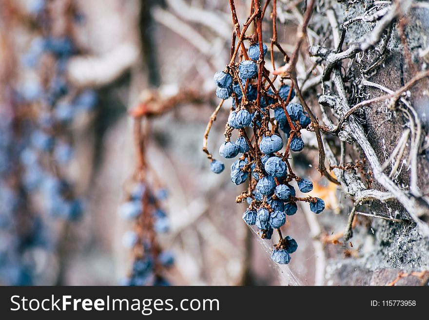 Closeup Photo of Blueberries
