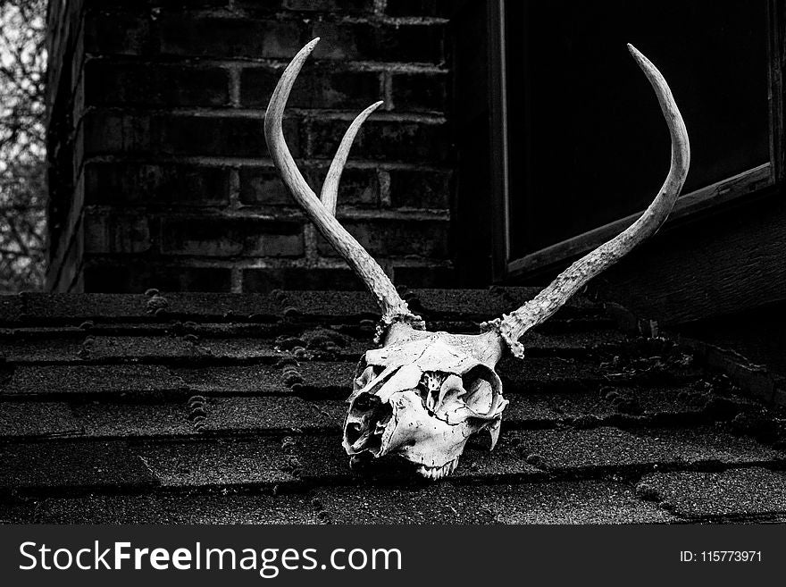 Grayscale Photo of Skull With Antler
