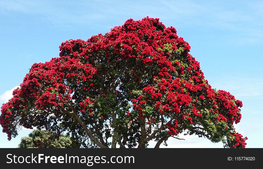Red and Green Tree Under Blue Sky