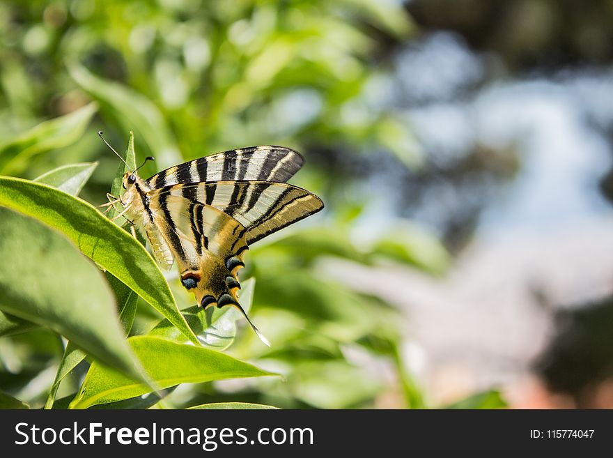 Brown And Black Butterfly In Macro Photography