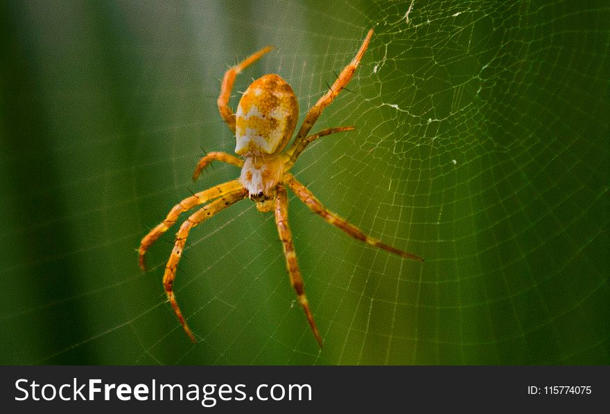 Closeup Photography of Argiope Spider on Web