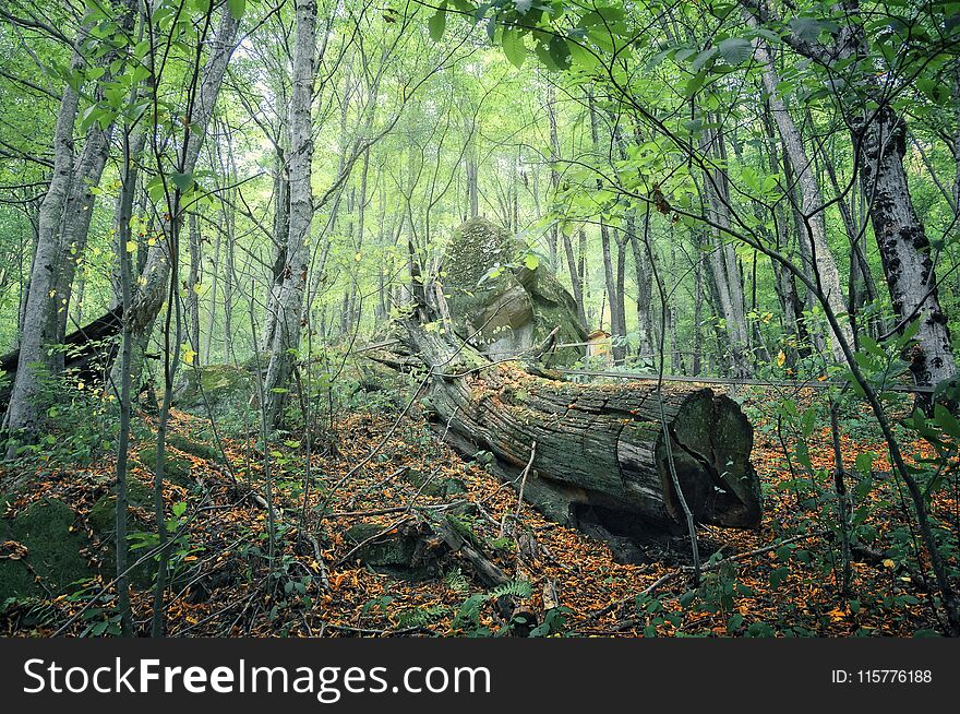 Forest trails in the summer forest. Coniferous forest in the Caucasus, Krasnodar Territory, Russia. Forest trails in the summer forest. Coniferous forest in the Caucasus, Krasnodar Territory, Russia