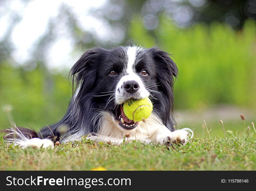 Dog in grass- portrait