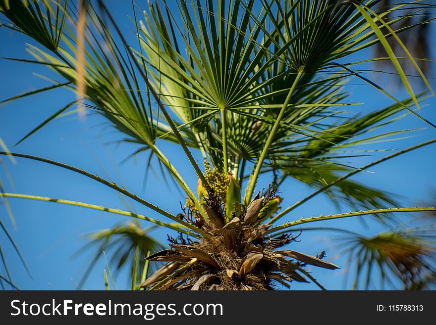 Palm trees in the park, bokeh, green, Adriatic coast, late spring, sunny. Palm trees in the park, bokeh, green, Adriatic coast, late spring, sunny