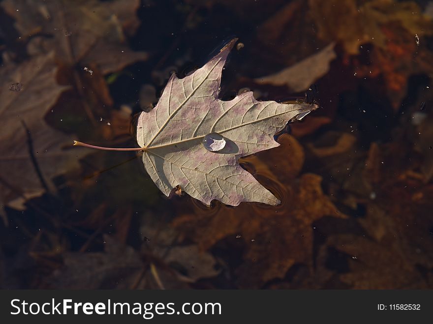 Water drop on a floating leaf