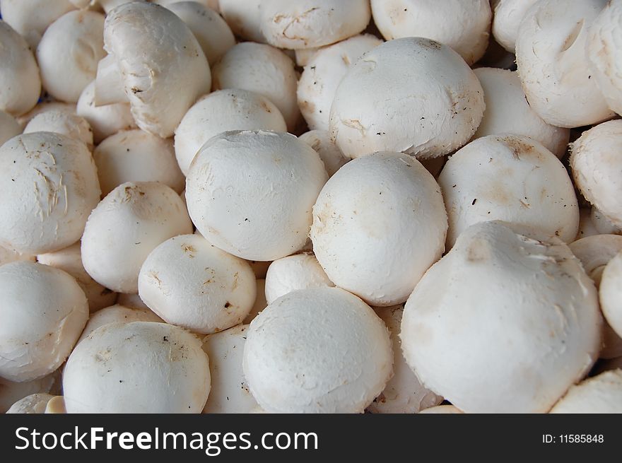 A collection of white champignons