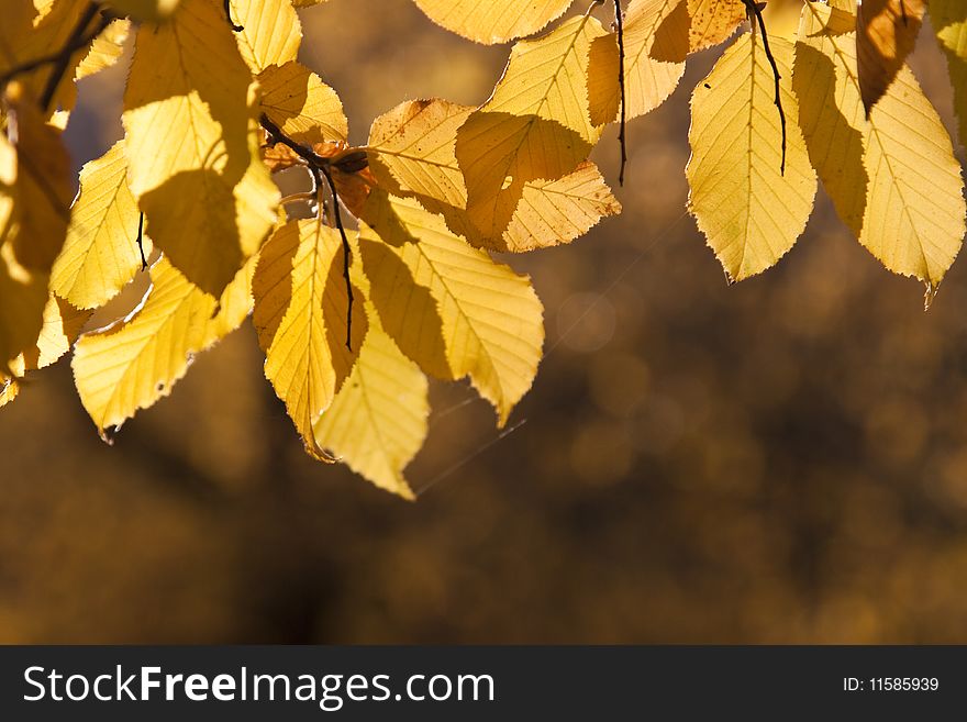 Autumn leaves in bright light