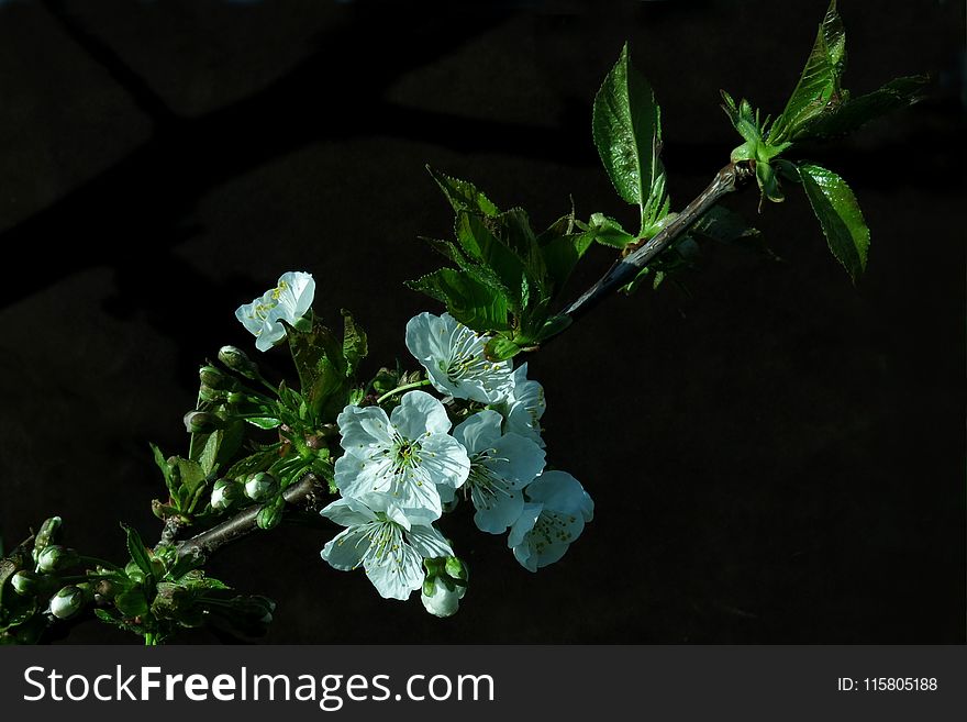 Plant, Leaf, Flora, Branch