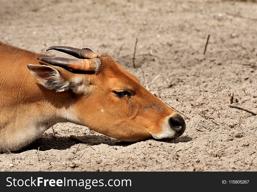 Wildlife, Fauna, Antelope, Terrestrial Animal