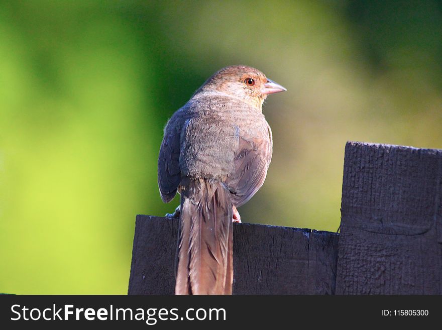 Bird, Beak, Fauna, House Finch