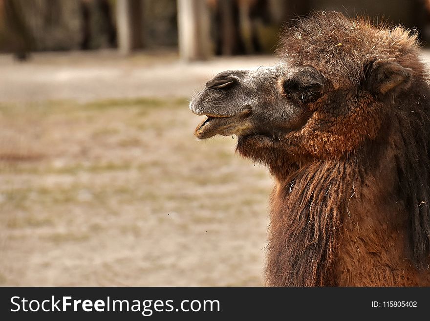 Fauna, Camel Like Mammal, Terrestrial Animal, Wildlife