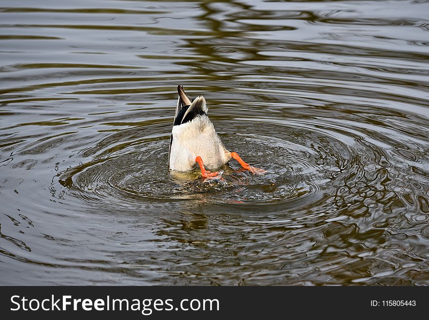 Bird, Water, Duck, Water Bird