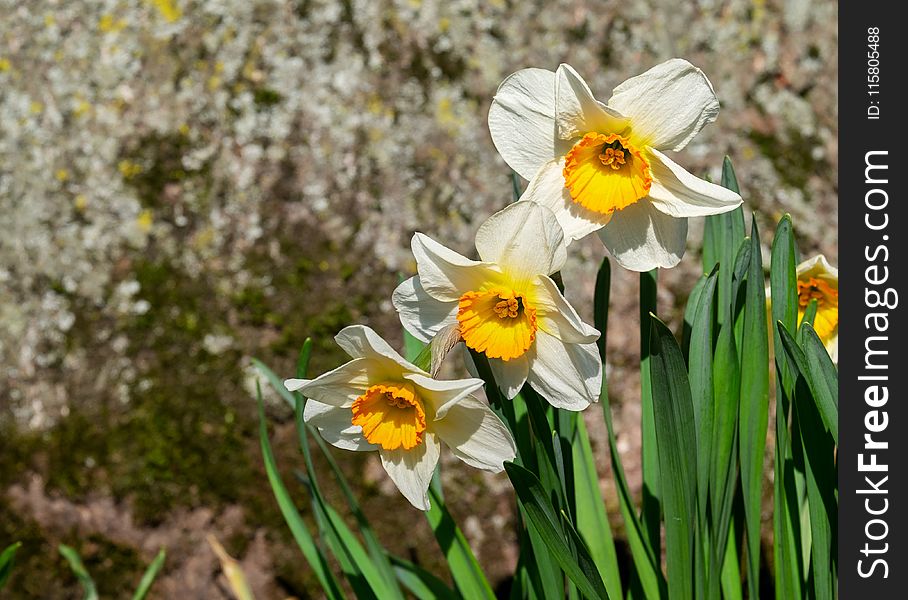 Flower, Plant, Flowering Plant, Flora